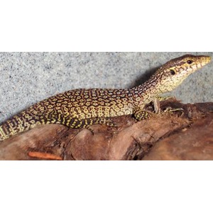 Lizard with yellow and black speckled pattern perched on a log.