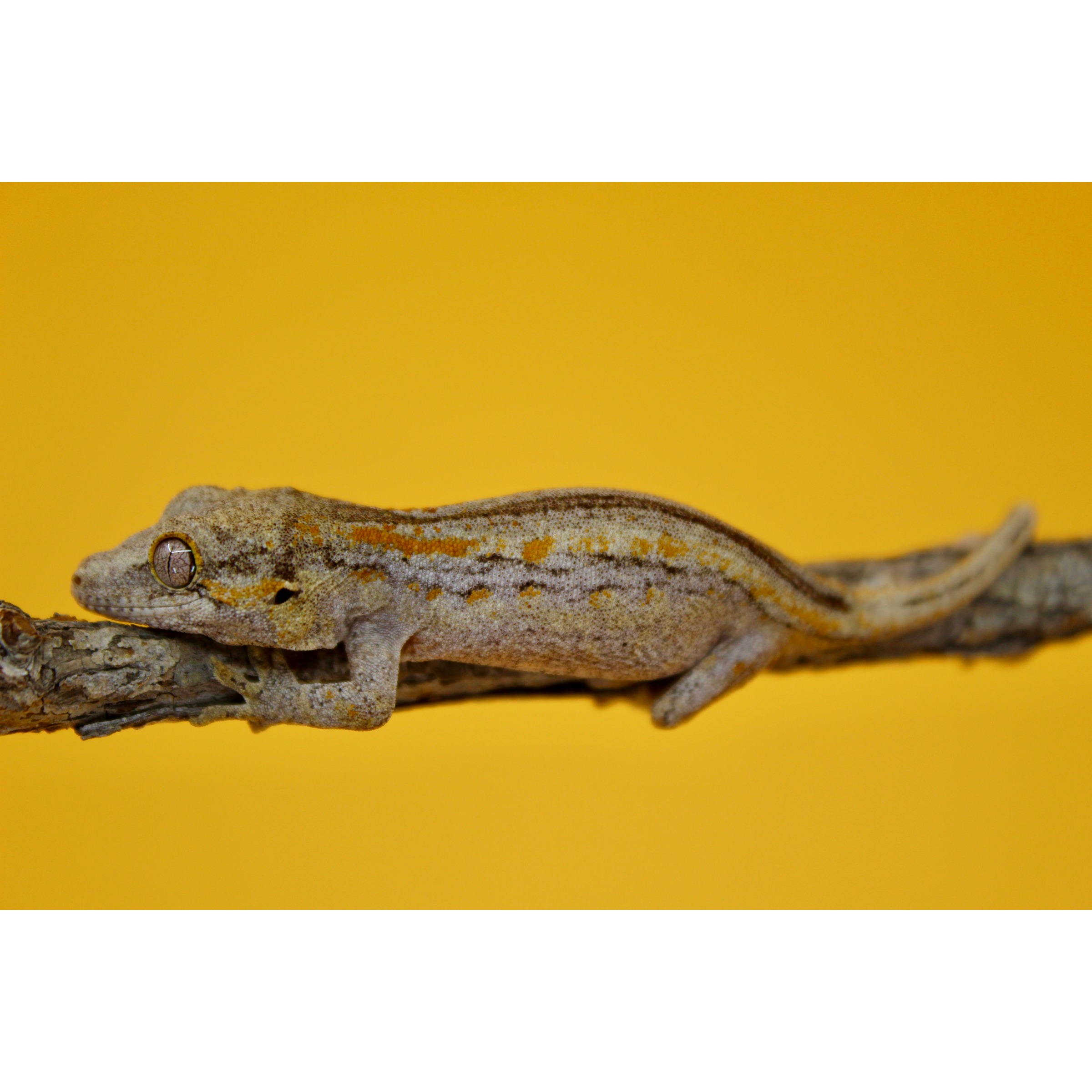 Small gray-brown gecko with orange markings perched on a textured branch against a yellow background.