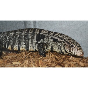 Large patterned monitor lizard resting on wood chips