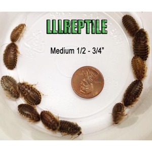 Brown pillbugs arranged around a penny for scale; center shows LILREPTILE logo and size text.