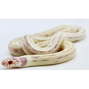 Coiled pale yellow corn snake with lavender bands and red eyes on a white surface.