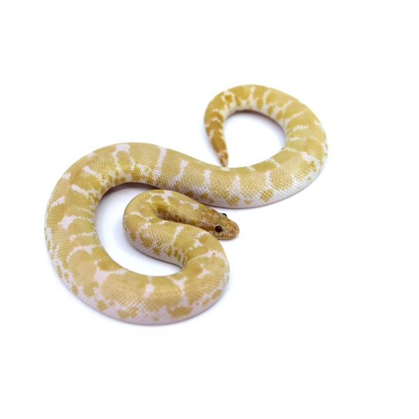Yellow and white patterned snake coiled in an S shape on a white background, with red eyes.