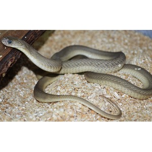 Beige-brown patterned snake coiled on wood shavings, head near a wooden beam.