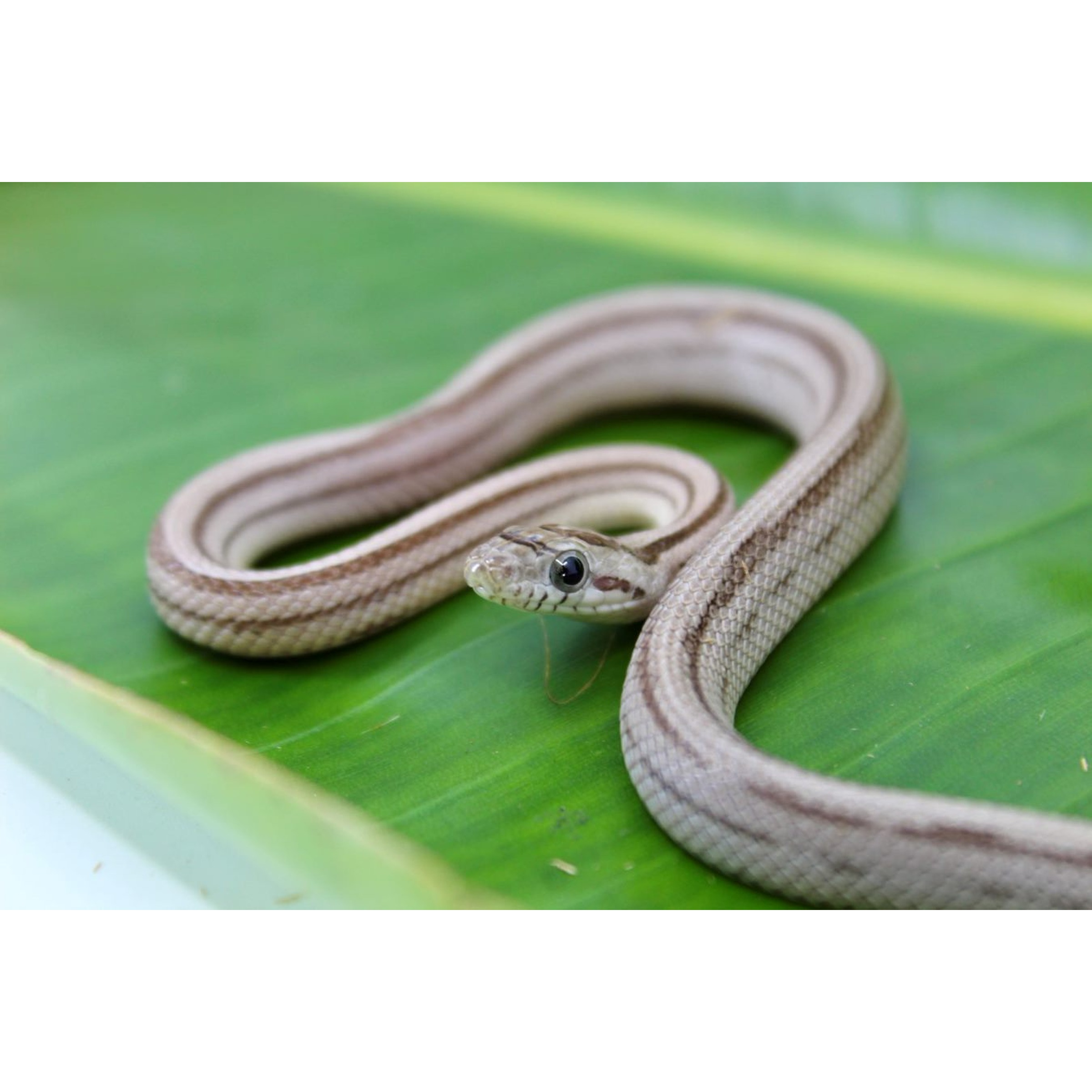 Small gray-brown striped snake coiled on a green leaf, facing the camera.
