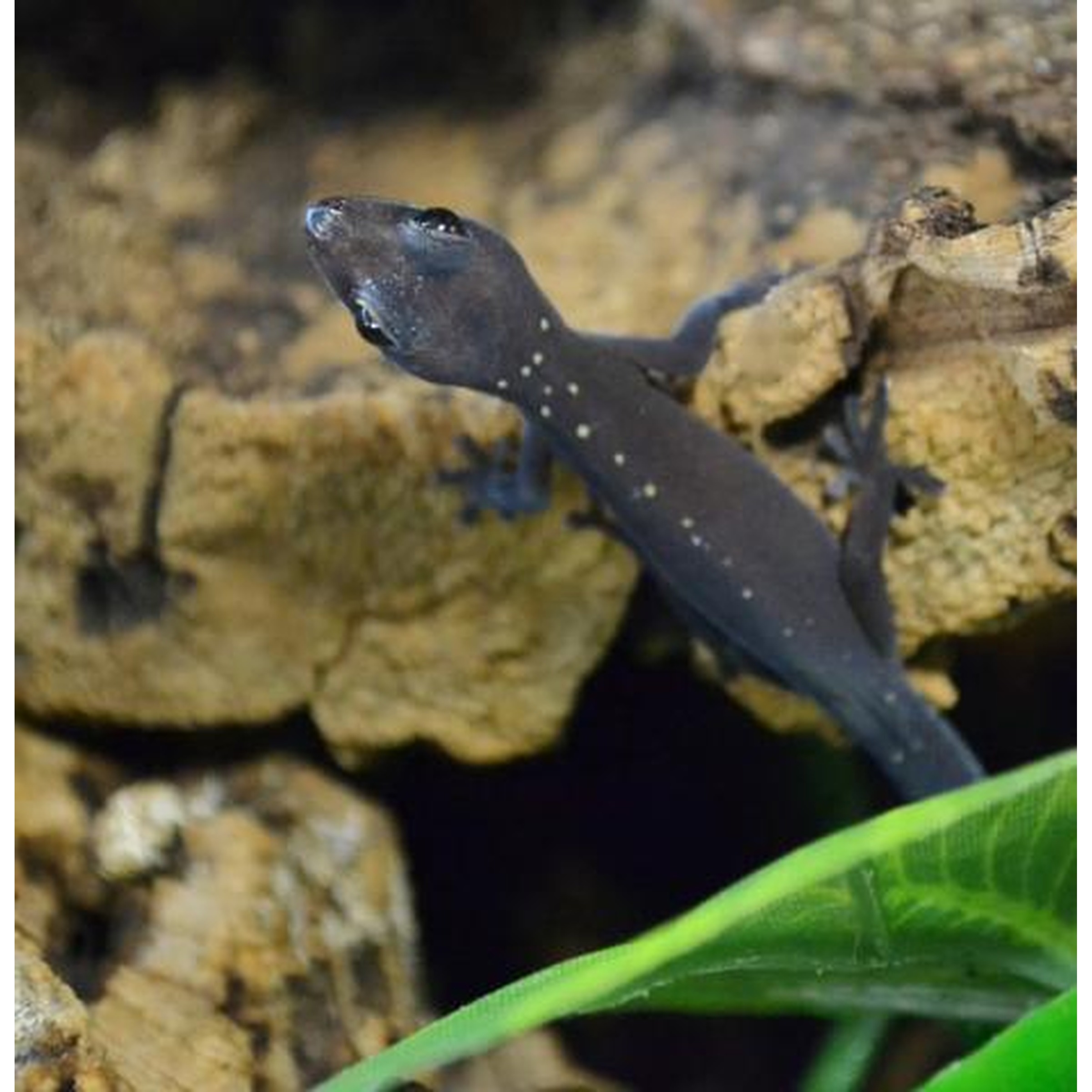 Dark salamander with white speckles climbs a rocky surface beside a bright green leaf.