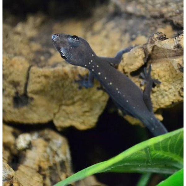 Dark salamander with white speckles climbs a rocky surface beside a bright green leaf.