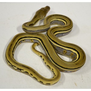 Yellow and black striped snake coiled on a white surface.