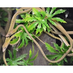 Tangled brown climbing vines with bright green, deeply lobed leaves.