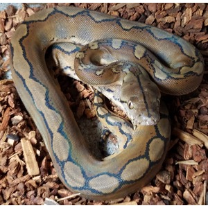 Coiled python with tan body and blue outlines resting on wood chips.