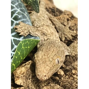 Brown camouflaged gecko with rough, textured skin resting on rocky substrate beside a green leaf.