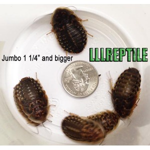 Five dark woodlice on a white plate surrounding a coin for scale; text reads "Jumbo 1 1/4\" and bigger".