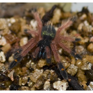 Pink-legged tarantula with dark body on gravelly ground.