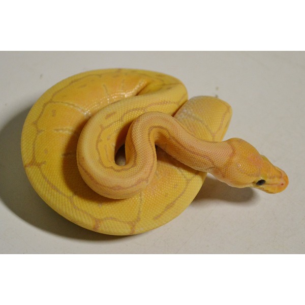 Baby Banana Spinner Ball Pythons | LLLReptile