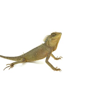 Bearded dragon lizard with spiny dorsal crest and olive-green scales on a white background.