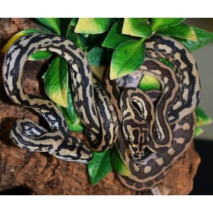 Two pythons with brown-tan and black patterns coiled around a rock among green leaves.