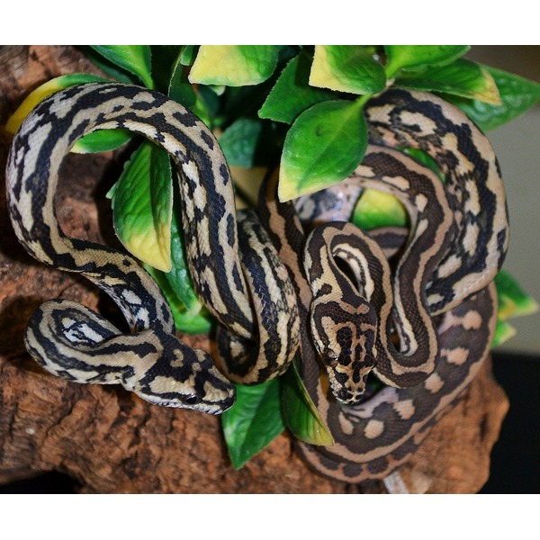 Two pythons with brown-tan and black patterns coiled around a rock among green leaves.