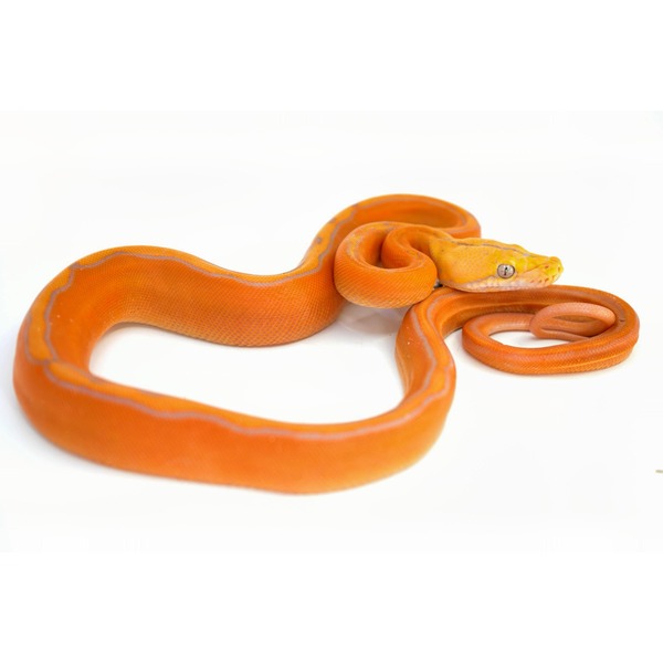 Orange corn snake with yellow head coiled on a white background