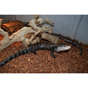 Black and gray monitor lizard on brown substrate with twisted driftwood in a terrarium.