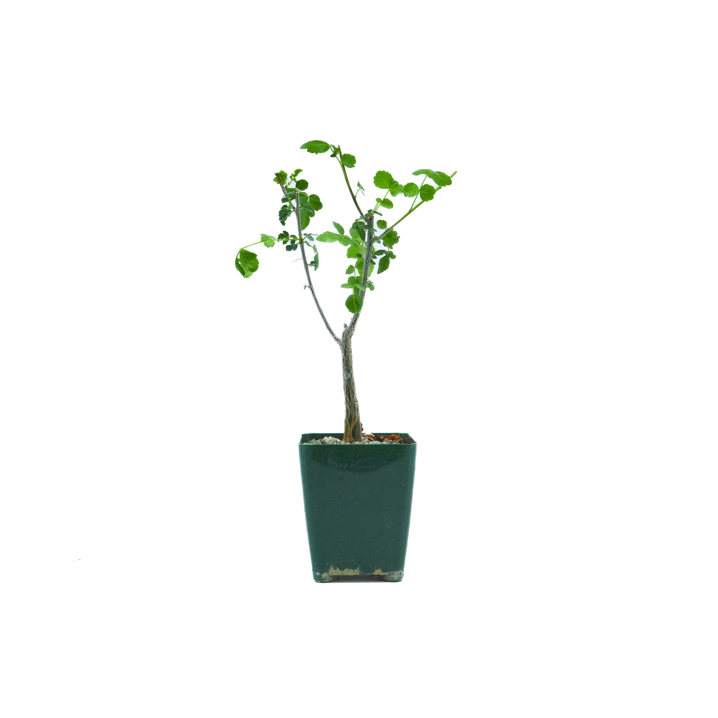 Young green plant with a textured woody stem in a dark green pot against white