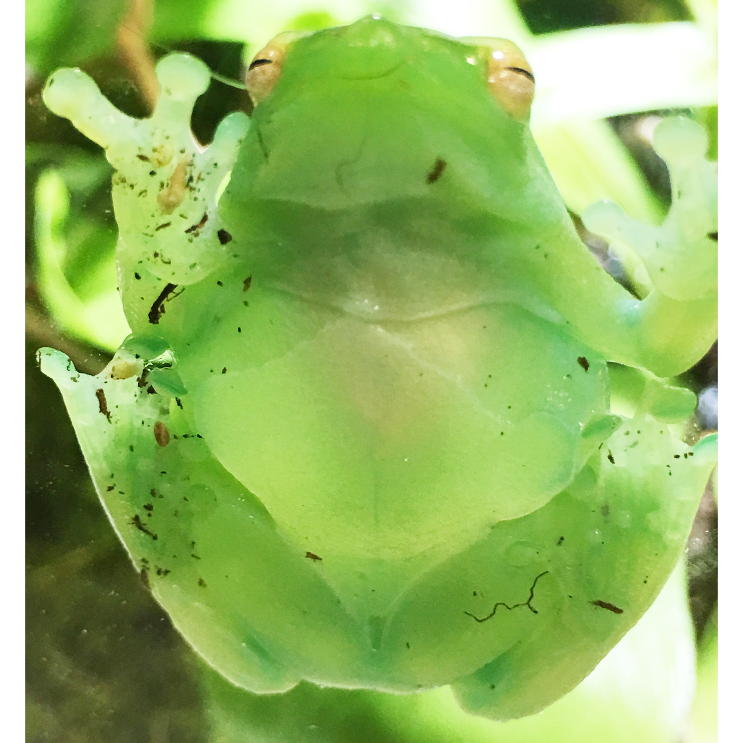 Orinoco Lime Green Glass Frogs (aka hatchet faced frogs) | LLLReptile