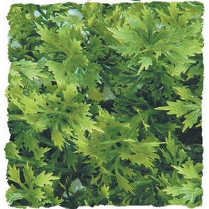 Fresh green parsley leaves densely covering the frame.