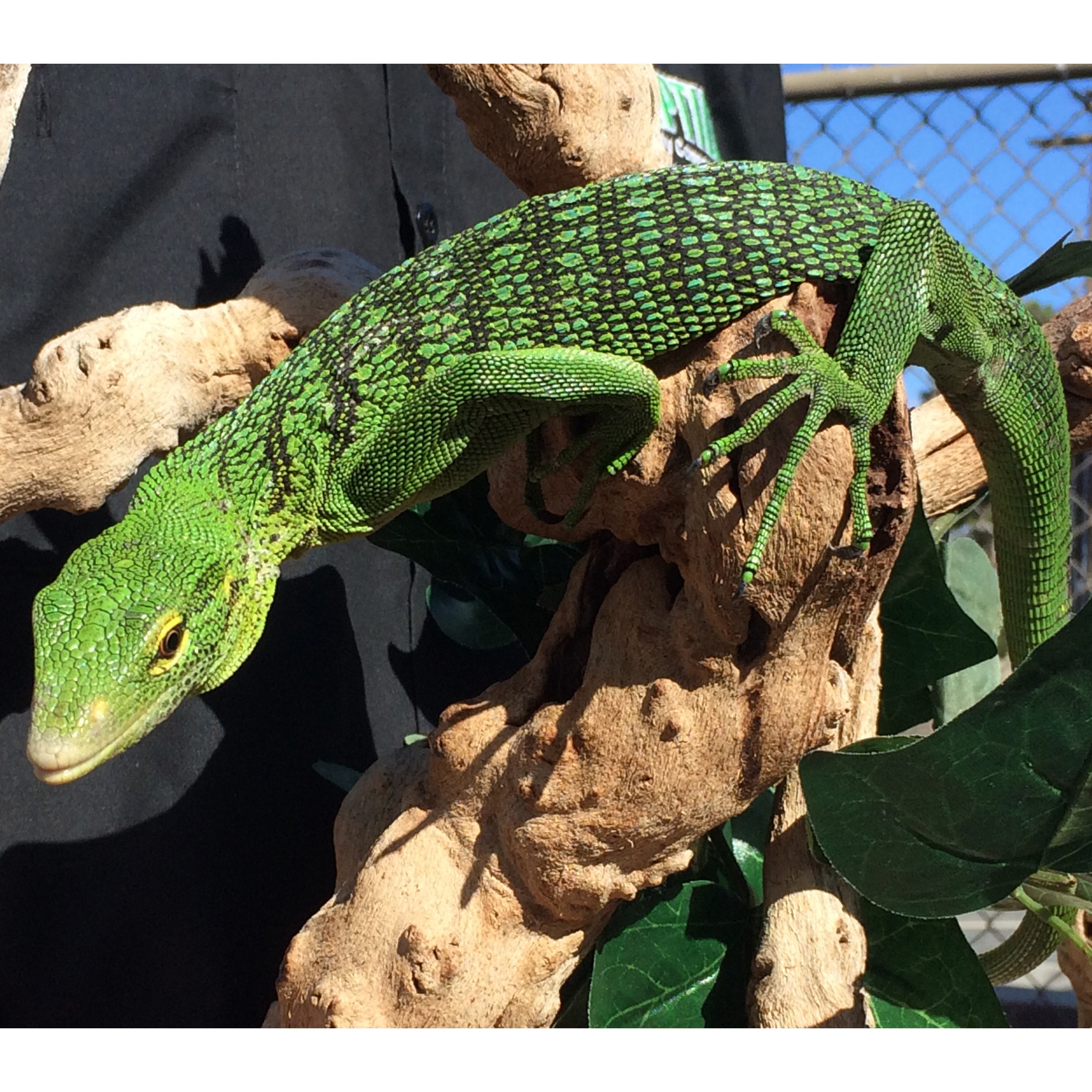 Bright green monitor lizard with black scale pattern crawls along a textured branch, yellow eye visible.