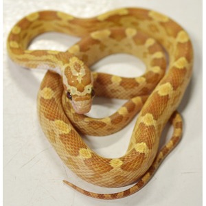 Coiled orange corn snake with yellow saddle markings on a light surface