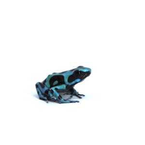 Small blue-and-black frog figurine on a white background, facing right.