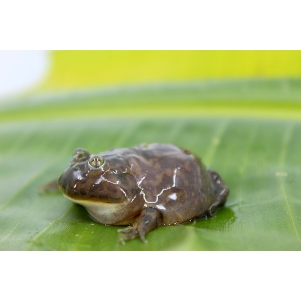 Brown glossy frog resting on a large green leaf, close-up with prominent eyes.