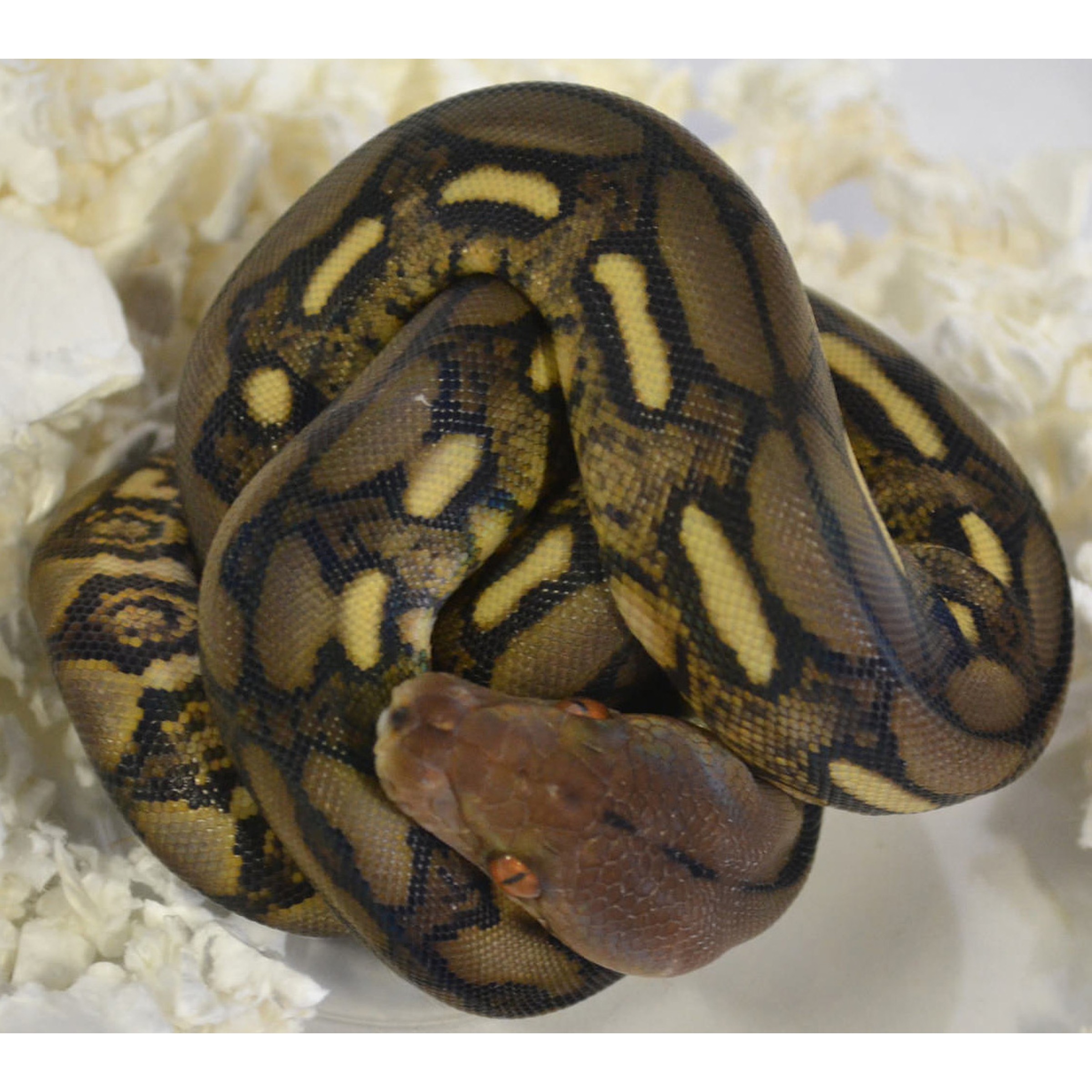 A ball python coiled on white bedding, with brown and black patterned scales and pale yellow markings.