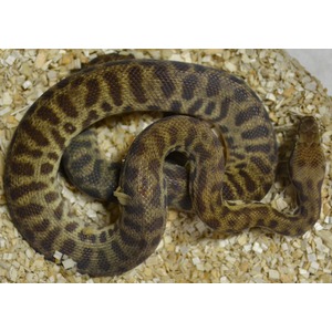 Coiled brown and tan patterned snake resting on light wood chips