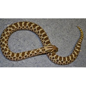 Brown and tan patterned snake coiled on a gray surface.