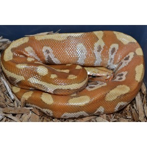 A coiled orange and tan patterned snake resting on wood chips