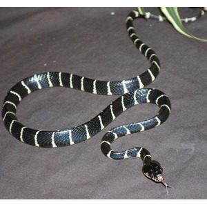 Black snake with pale blue and white bands coils on a dark surface, tongue flicking.