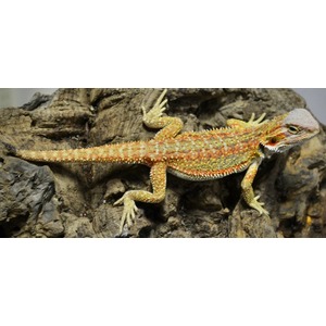 A bright orange and yellow lizard with spiky scales climbs on a rocky surface.