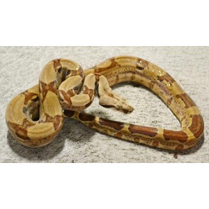 Coiled ball python with brown and tan blotches on a textured gray surface.