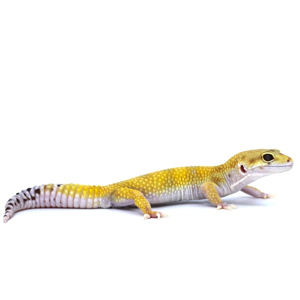 Leopard gecko with yellow-spotted body and white underbelly, large dark eye, on white background.