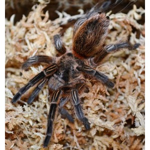 Dark, hairy tarantula with orange-red markings on its abdomen rests on pale moss.