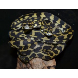 Two-headed snake coiled on a branch with yellow‑black patterned scales, facing the viewer.
