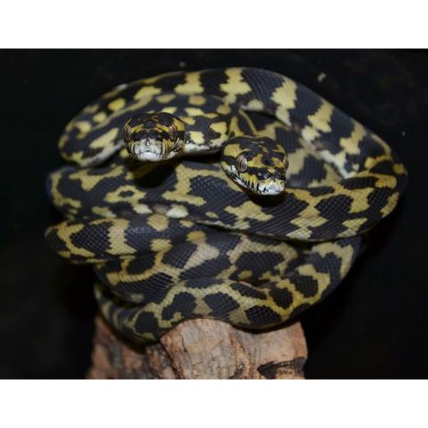 Two-headed snake coiled on a branch with yellow‑black patterned scales, facing the viewer.