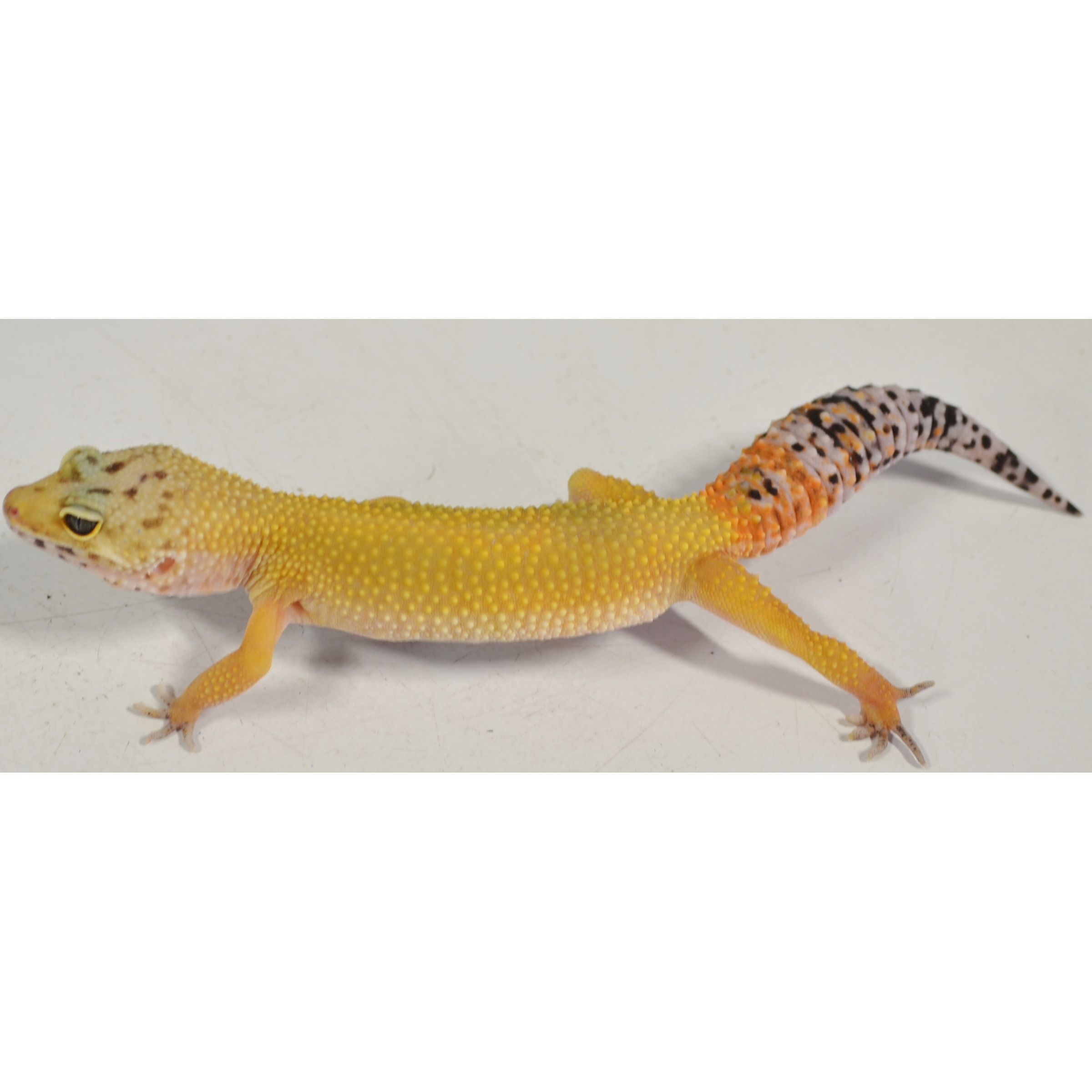Yellow leopard gecko with bumpy yellow skin and an orange-spotted tail.