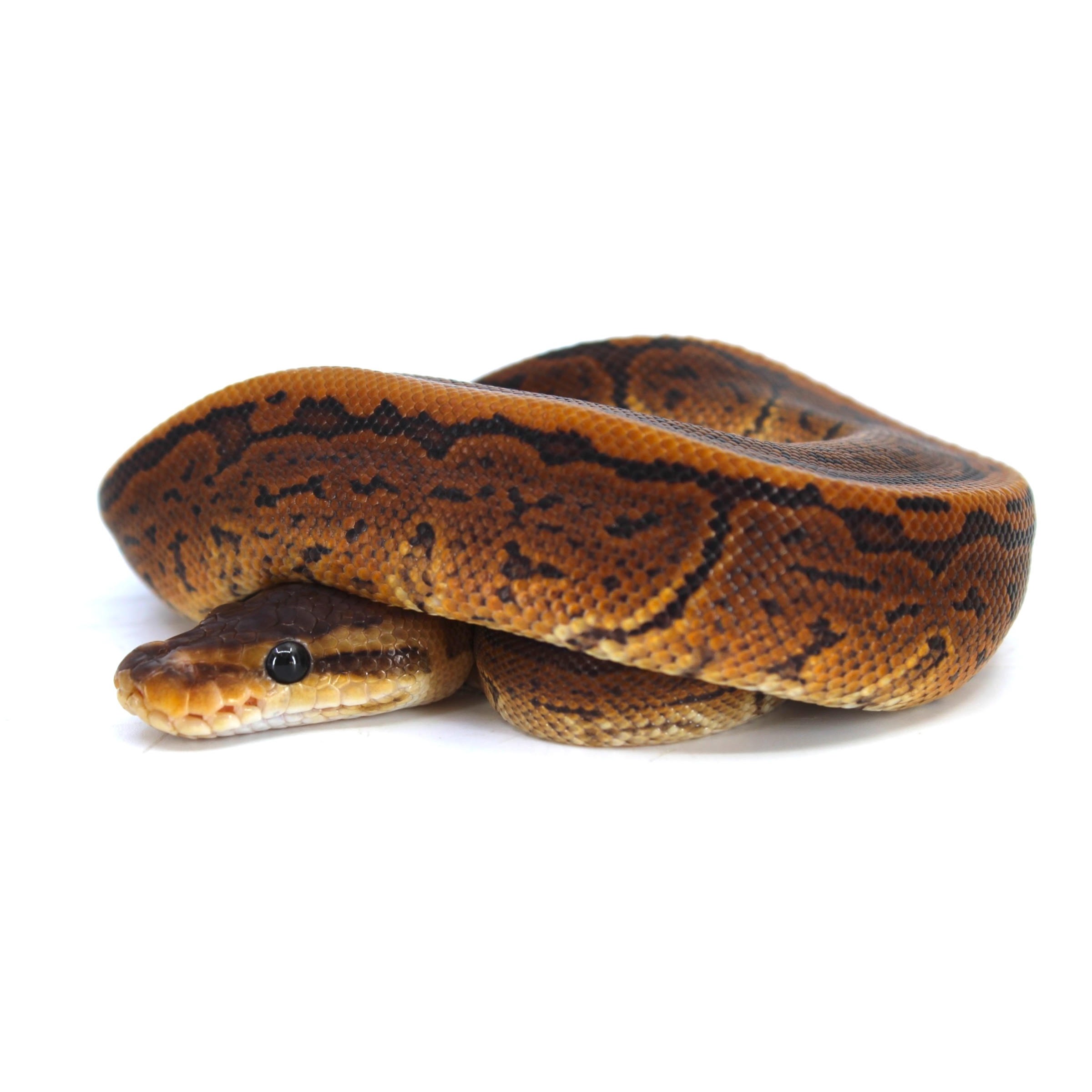 Coiled orange-brown ball python with black markings on a white background.