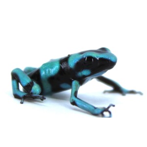 Small blue and black poison dart frog on a white background.