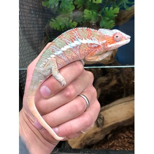 Colorful chameleon with red, green, and white markings held in a hand inside a terrarium.