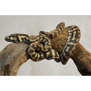 Mottled yellow-brown snake coiled on a curved branch.