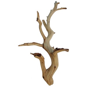 Weathered driftwood with twisting branches against a white background.
