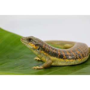 Lizard with orange and yellow speckles on gray-green scales rests on a large green leaf.