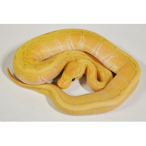 Bright yellow albino snake coiled in a loop on a light surface, showing pale markings and a dark eye.