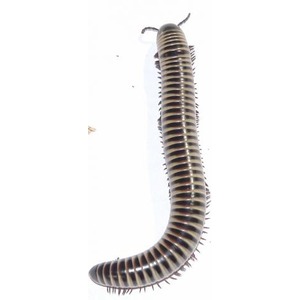 Long striped millipede with many legs on a white background.