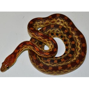Coiled corn snake with red, orange, and brown blotches on a white background.